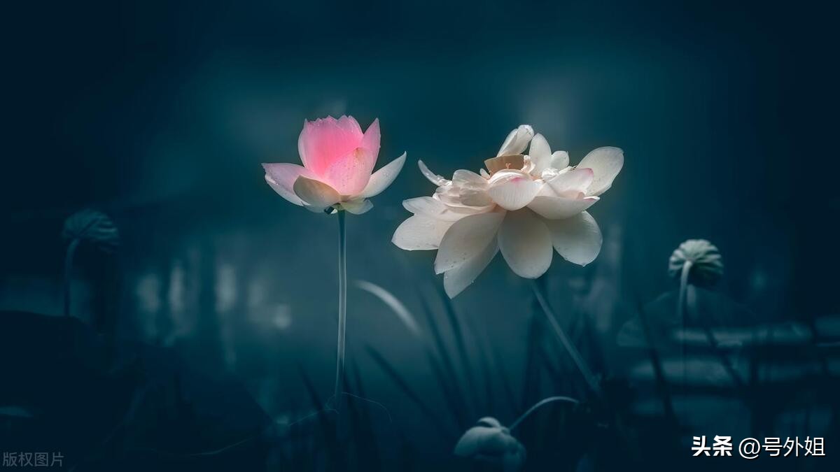 家政阿姨本科,家政阿姨的收入比应届大学生高