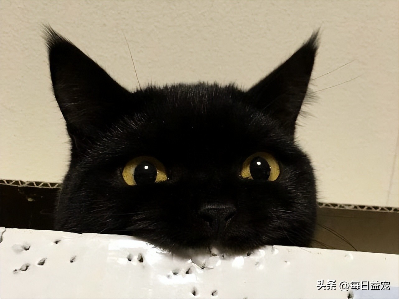 老奶奶意外失踪，机智黑猫四处找人帮忙，这才把人成功救出