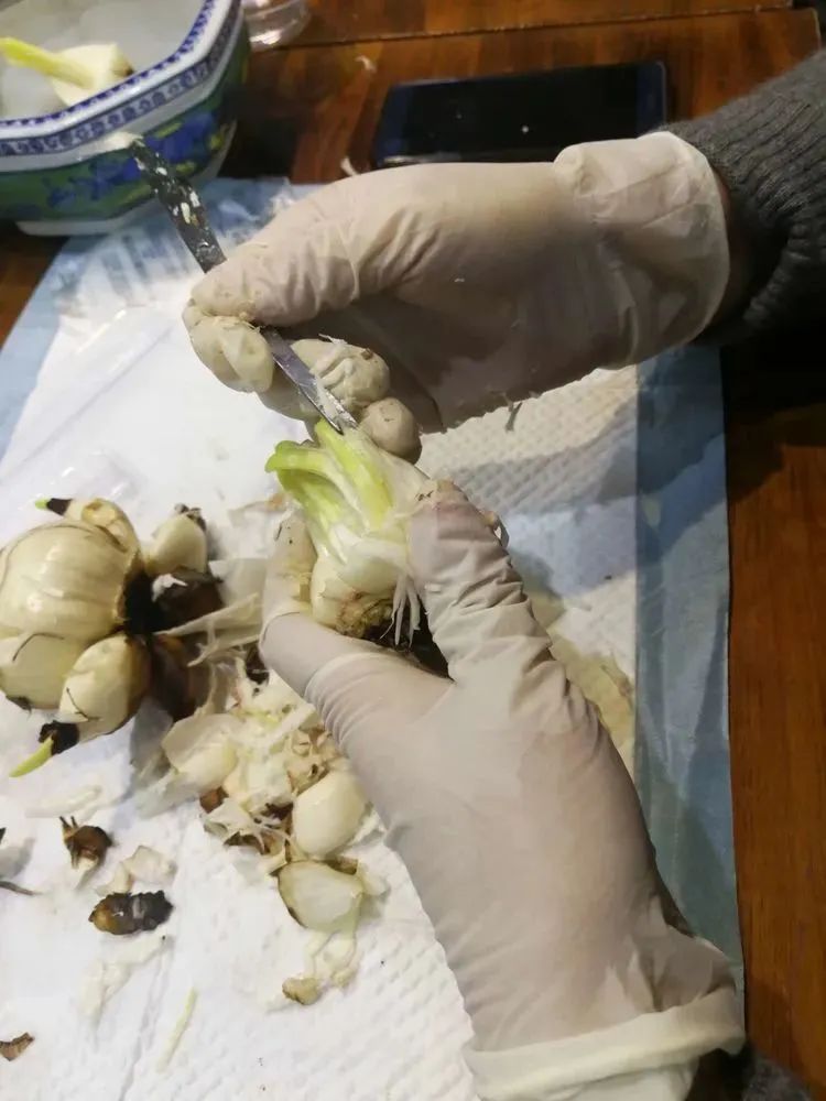 地标馆|水沉为骨玉为肌不“装蒜”的水仙花是真正的水中仙