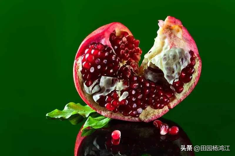 突尼斯软籽石榴树的根系,突尼斯软籽石榴树苗根系发达