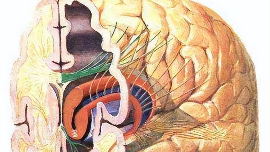 谷维素是治疗什么的吃几片的,谷维素几块钱一瓶其实有五大功效