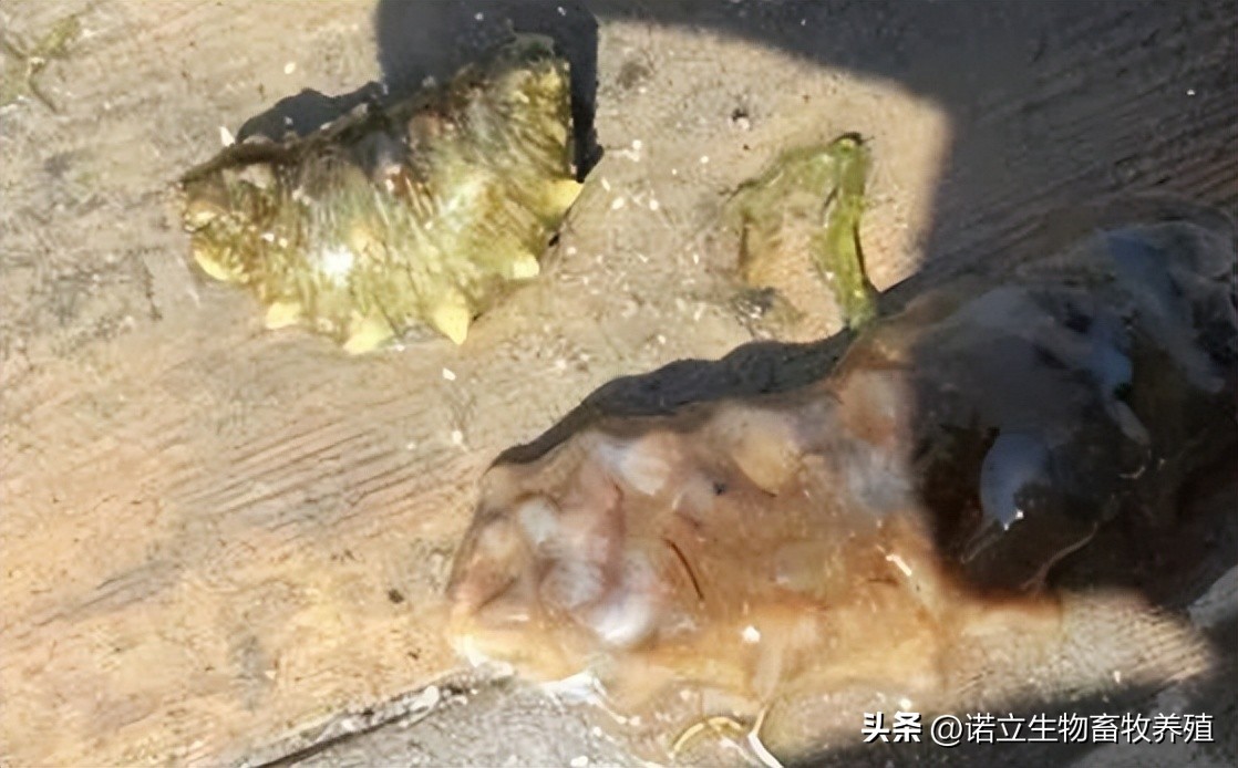 高温天气海参池塘半夜增氧,海参池塘高温