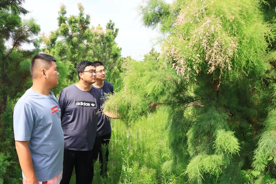 【柽柳优秀征文选登】柽柳--盐碱地的希望之花