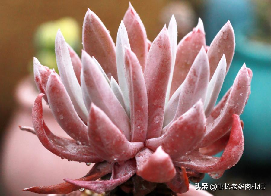 最好养的仙女杯多肉,多肉仙女杯最佳状态