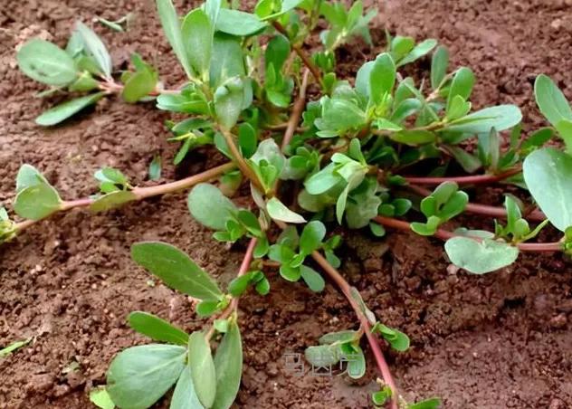 这些野菜你们都认识哪几种,看看这些野菜你真的认识吗