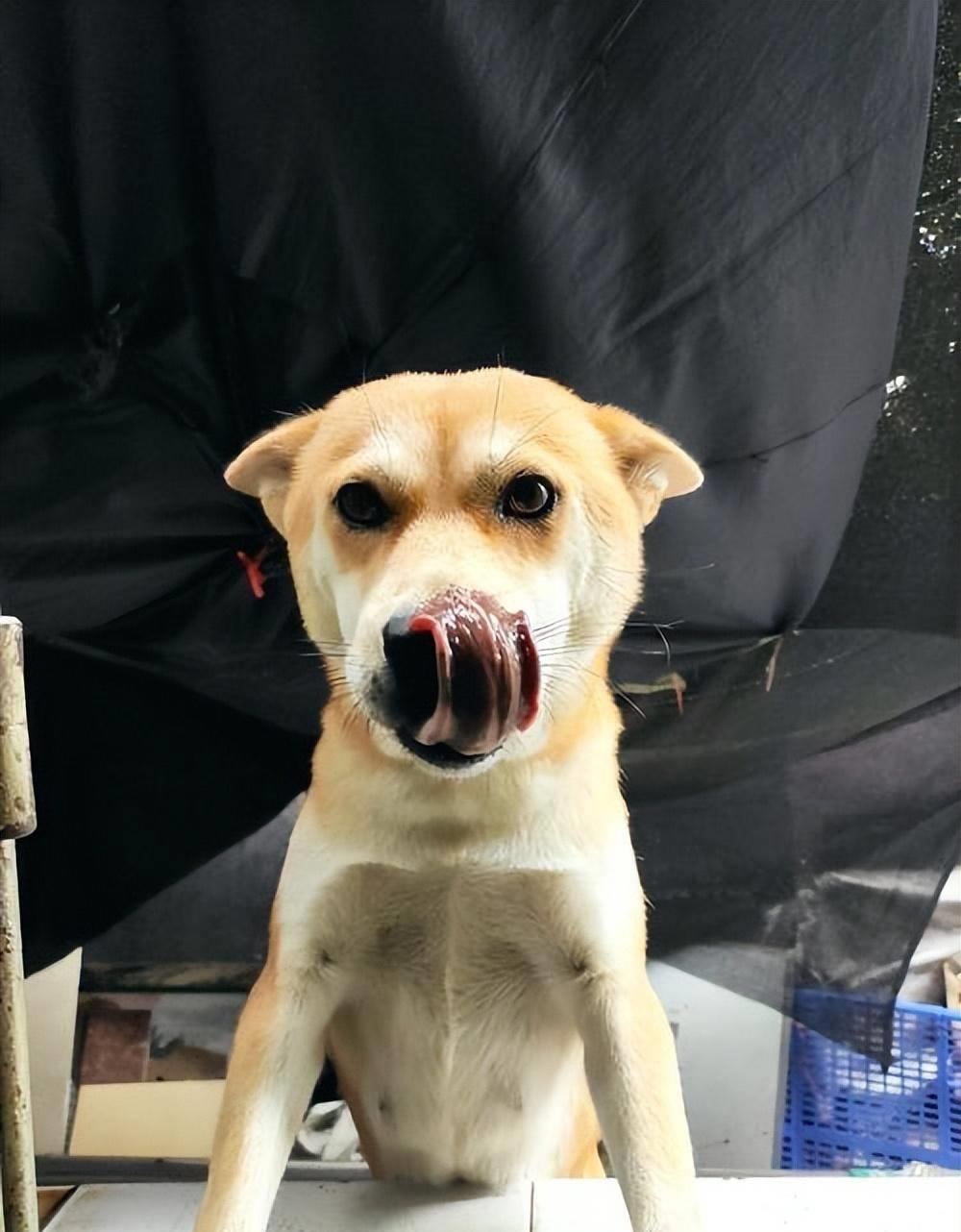 狗狗突然疯狂舔地板呕吐怎么回事,狗狗最近老是到处舔是什么原因