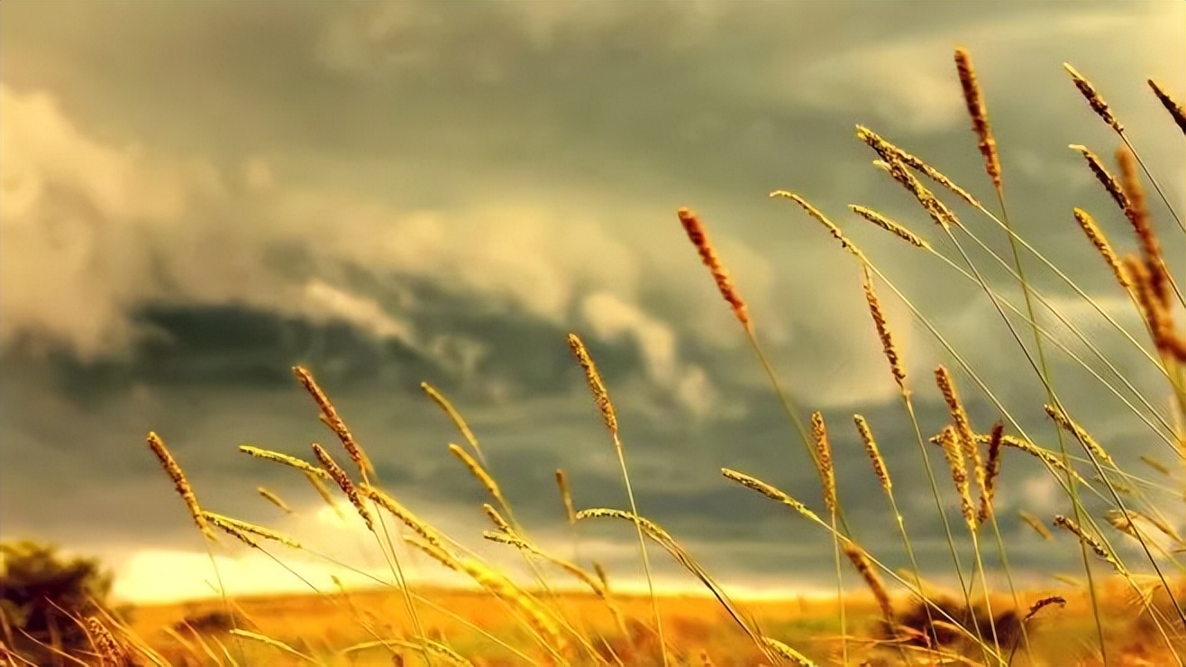 秋天落叶的诗句唯美短句,适合秋天发朋友圈的赞美秋天的诗