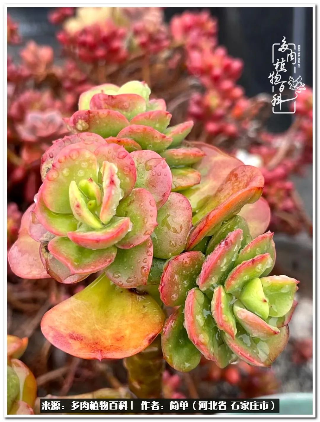 自从养了多肉以后视频,养多肉治愈生活中的疲惫和琐碎