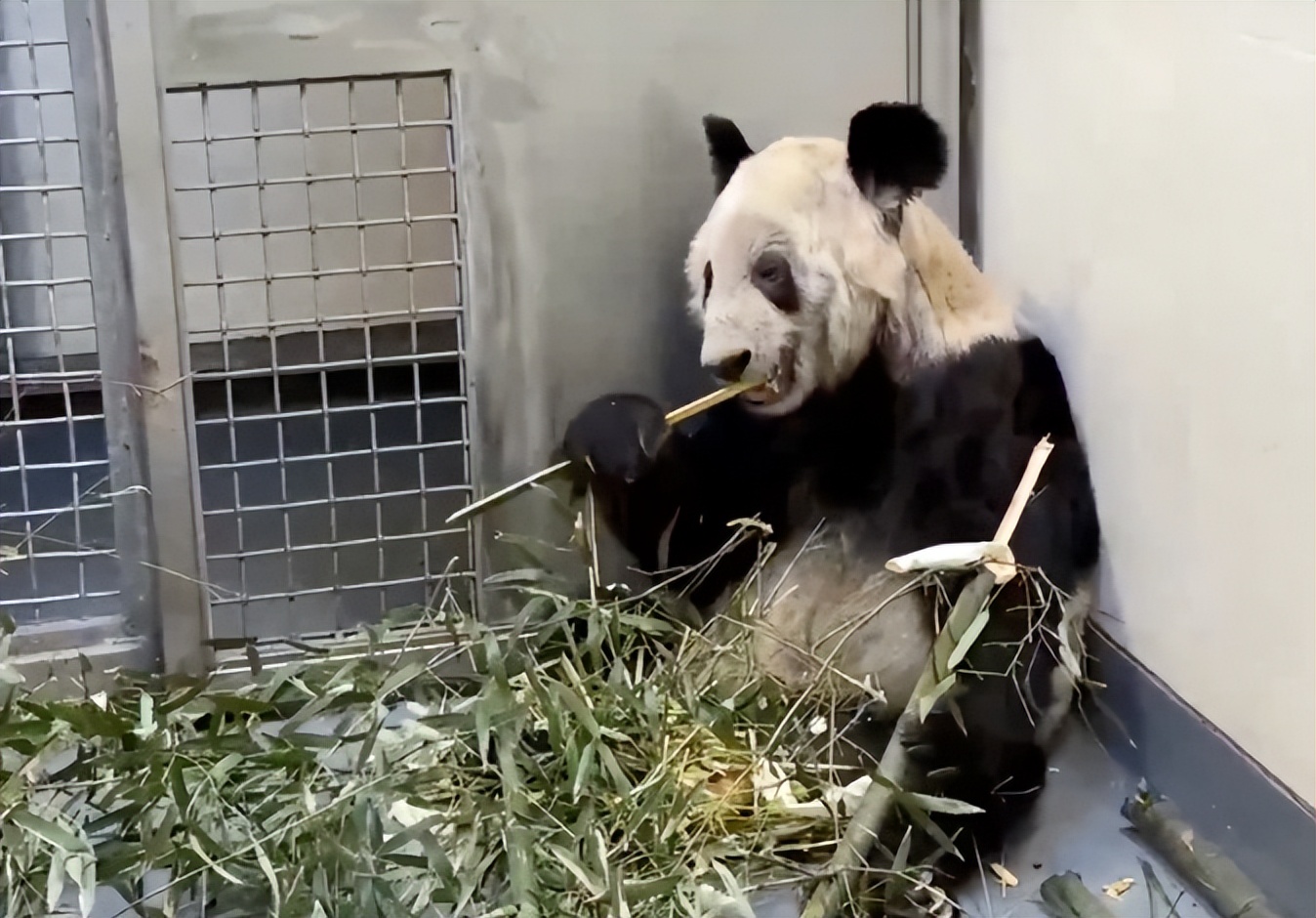 大熊猫为什么不跟爸爸生活,大熊猫为什么只照顾一个孩子