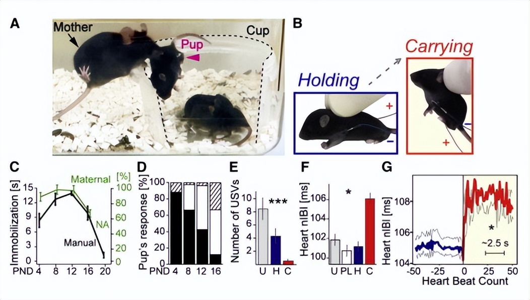后颈皮对于老虎来说意味着什么,老虎后颈肉会变成猫吗