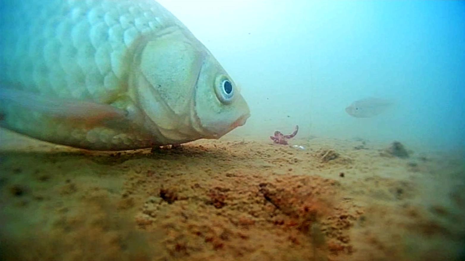 鲫鱼为什么要钓钝点,冬季为啥鲫鱼越钓越小