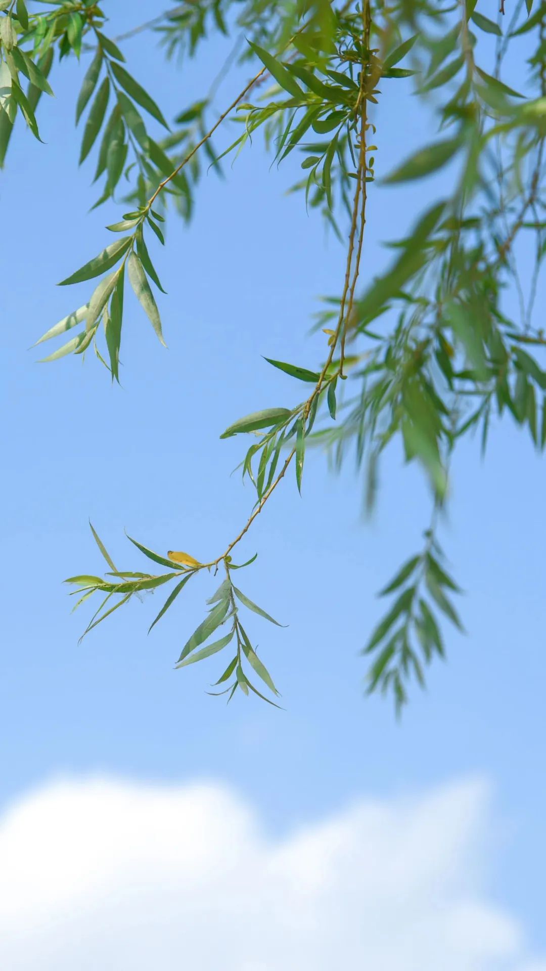 河职限量版壁纸，请查收