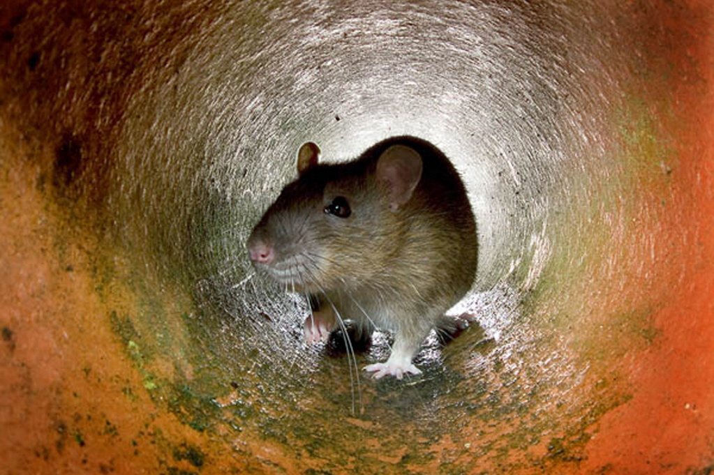 老鼠的报复性有多强,老鼠为什么会遇到威胁咬死同类