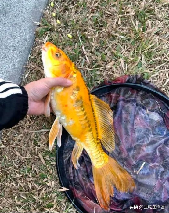 钓到黄金鲤鱼要不要放生,放生买什么鱼最吉利