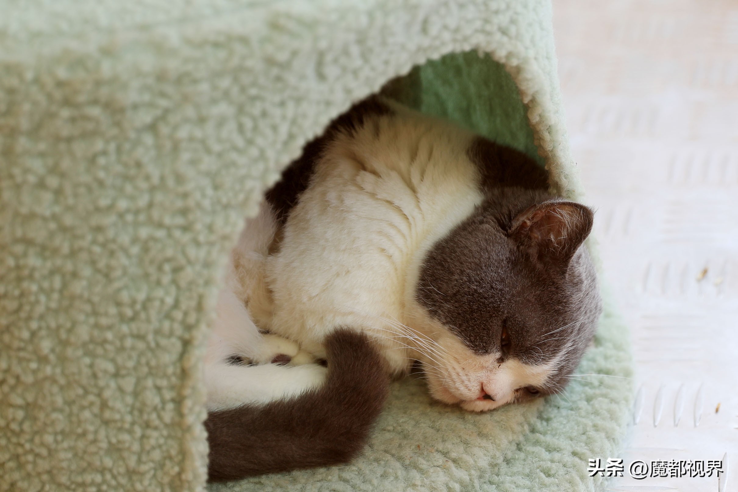 上海市文明养宠嘉年华,上海首届文明养宠嘉年华