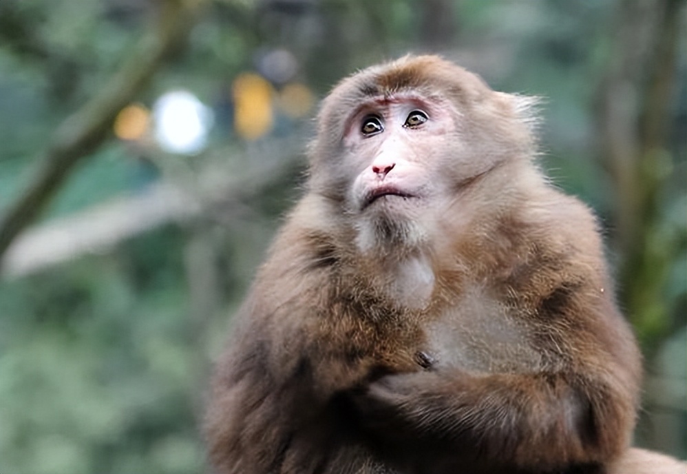 猴崽苦练猴爪功和铁砂掌，随母逃亡八年后竟然一掌成王|故事