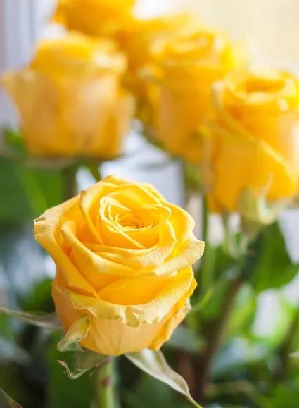 黄玫瑰代表什么含义,黄玫瑰歌曲