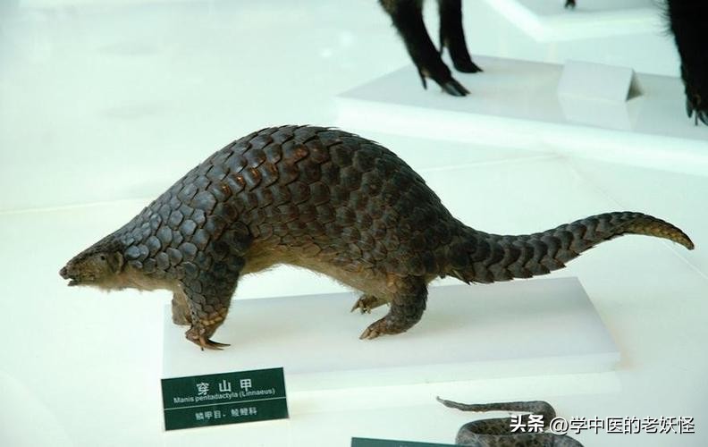 通经下乳之要药——穿山甲
