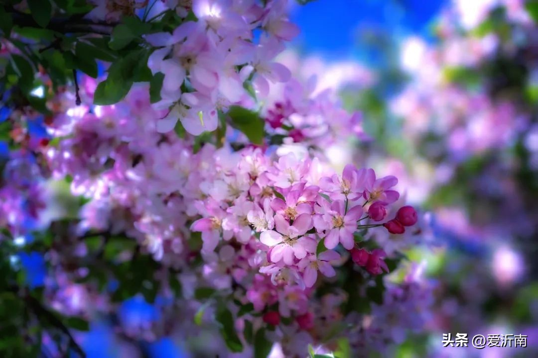 描写春天的十个成语,关于春天的成语和诗文