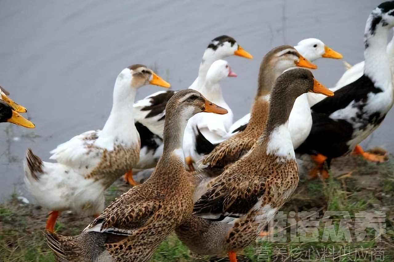 鸭子怎么养殖技术图解,鸭子养殖技术与注意事项