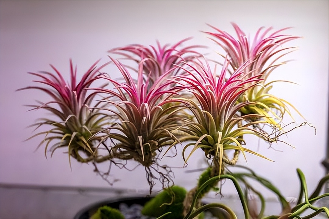 菠萝与凤梨有什么区别,金钻凤梨与菠萝的区别