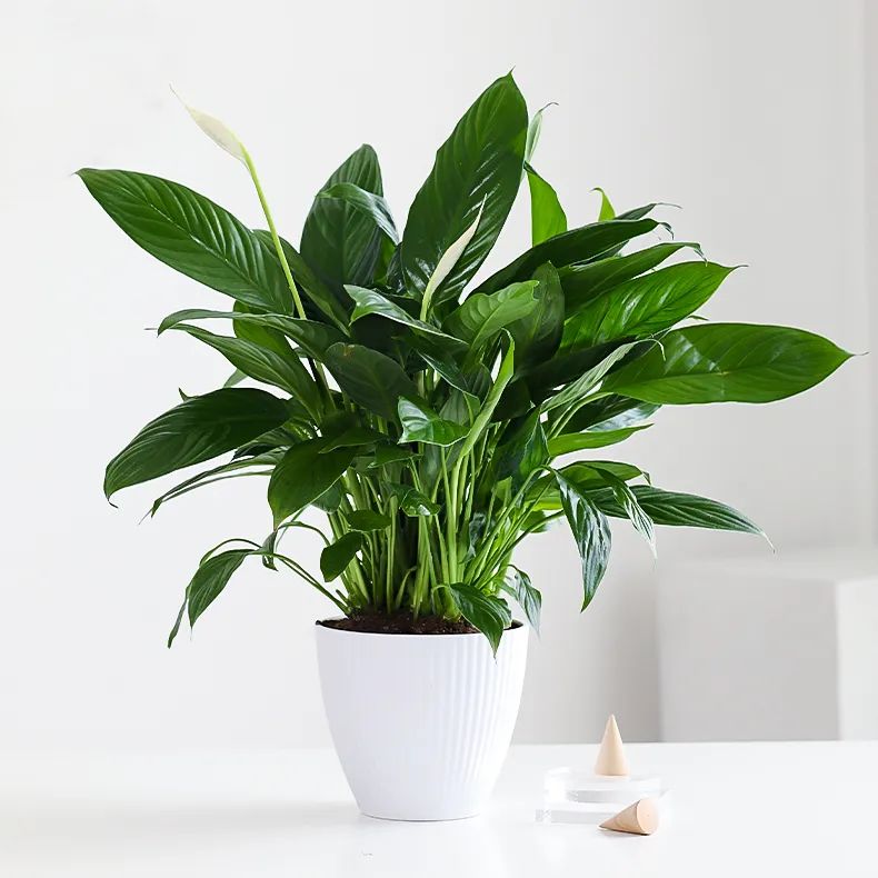 湖南“花二代”开园艺中心，线上一天卖花12万盆，年营业额超2000万元