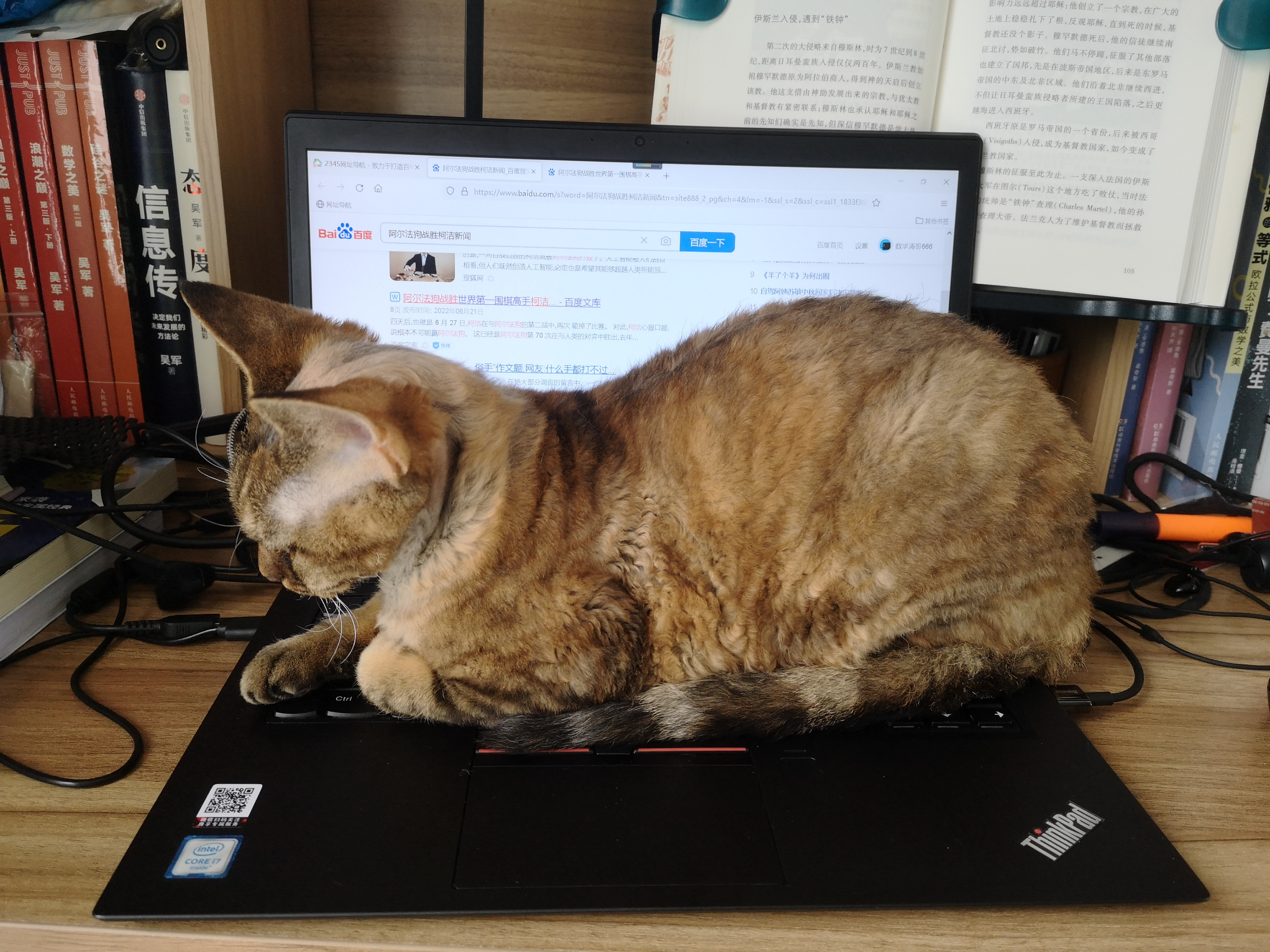 一只活得让人羡慕的猫,德文猫养育一只黄猫