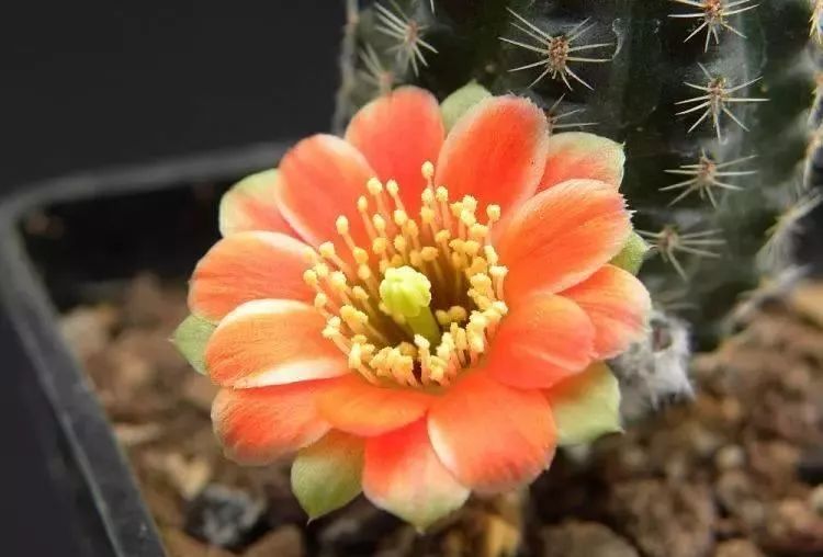 200种·仙人球开花图鉴，大开眼界，美到爆