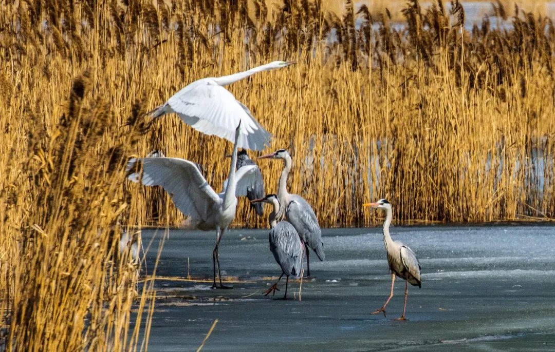 阳后第三天,阳后第3天转阴