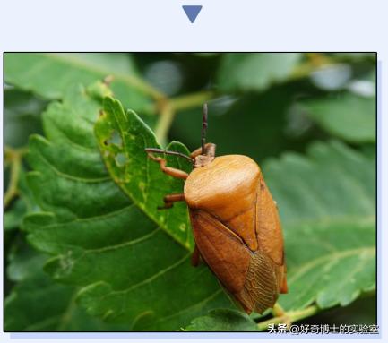 密密麻麻又小又黄的颗粒是虫卵吗,家里褐色小颗粒是什么虫卵