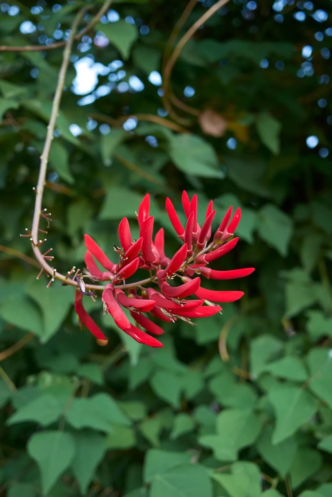 大自然的奇花有哪些,大自然一年四季都能开的花