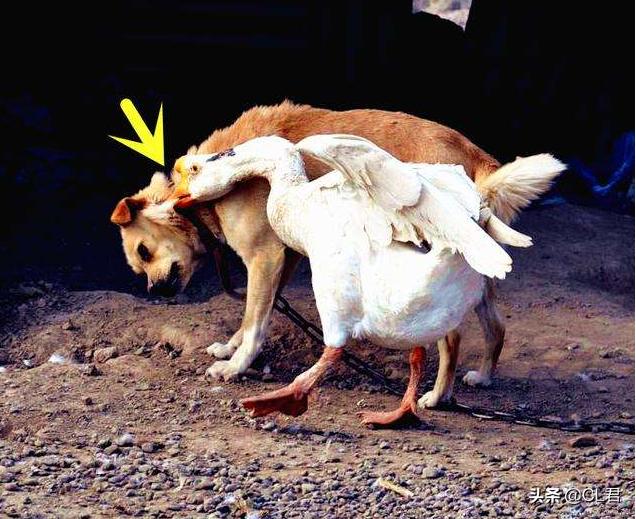 黄鼠狼为啥最怕鹅鹅到底有多厉害,农村三霸大鹅终于遇到对手了