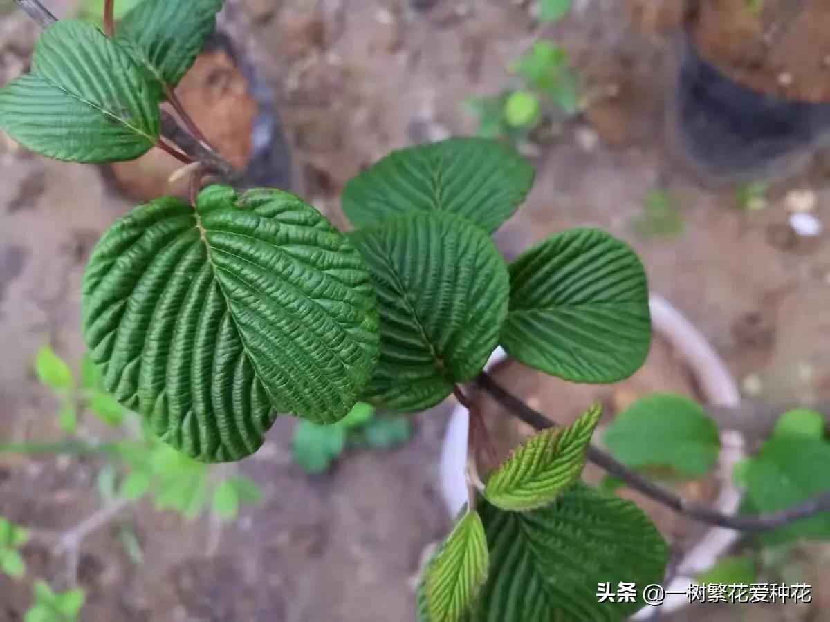 绣球花和球兰花,哪个品种的绣球花球大