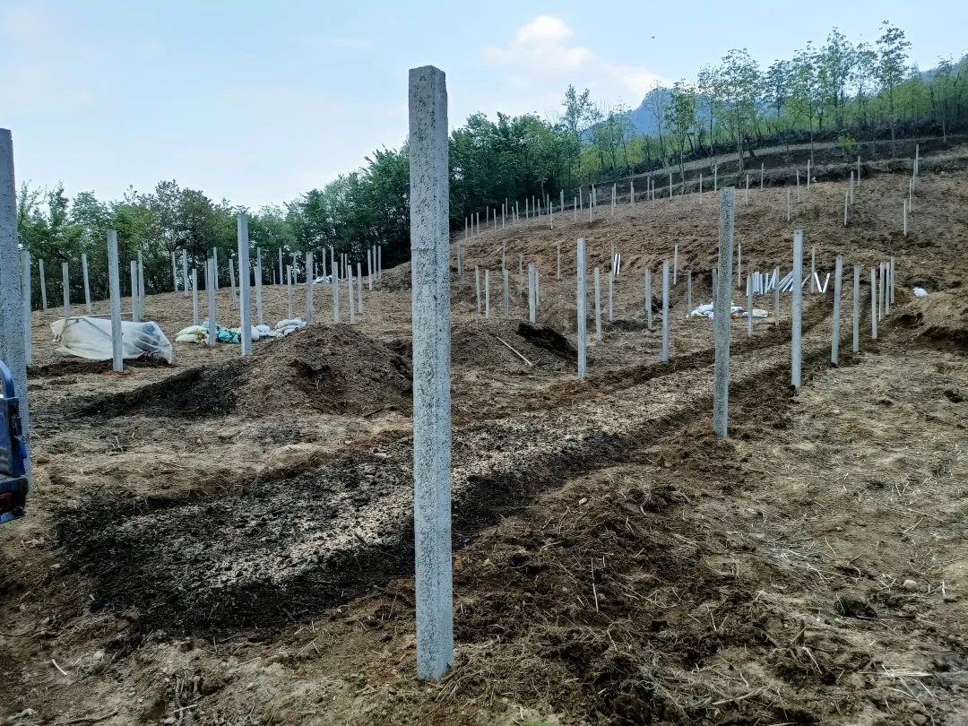 五峰：【乡村振兴】“猕”生情缘，家门口的致富经！