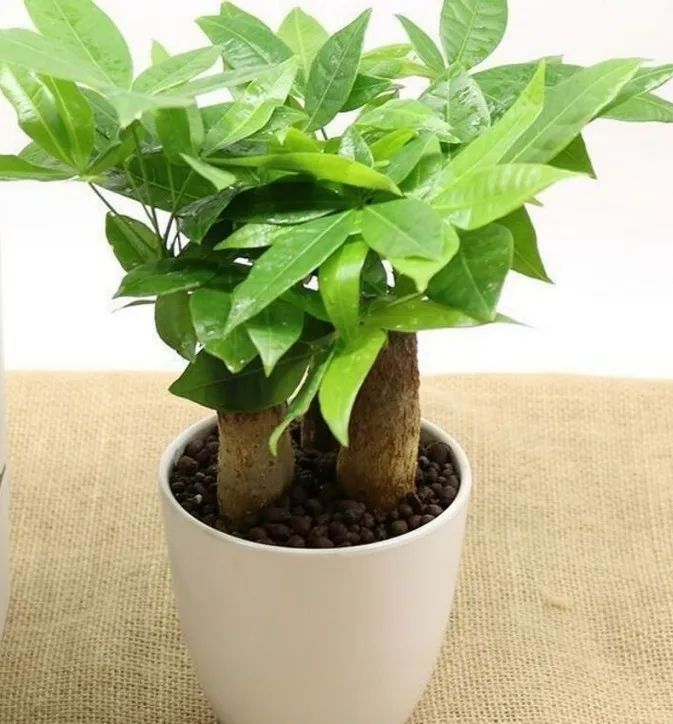 招财树叶子枯黄掉叶小妙招,招财树叶子发黄掉落怎么补救