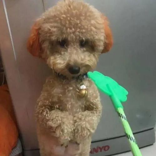 被奶奶宠坏的泰迪,泰迪狗被宠坏的表现