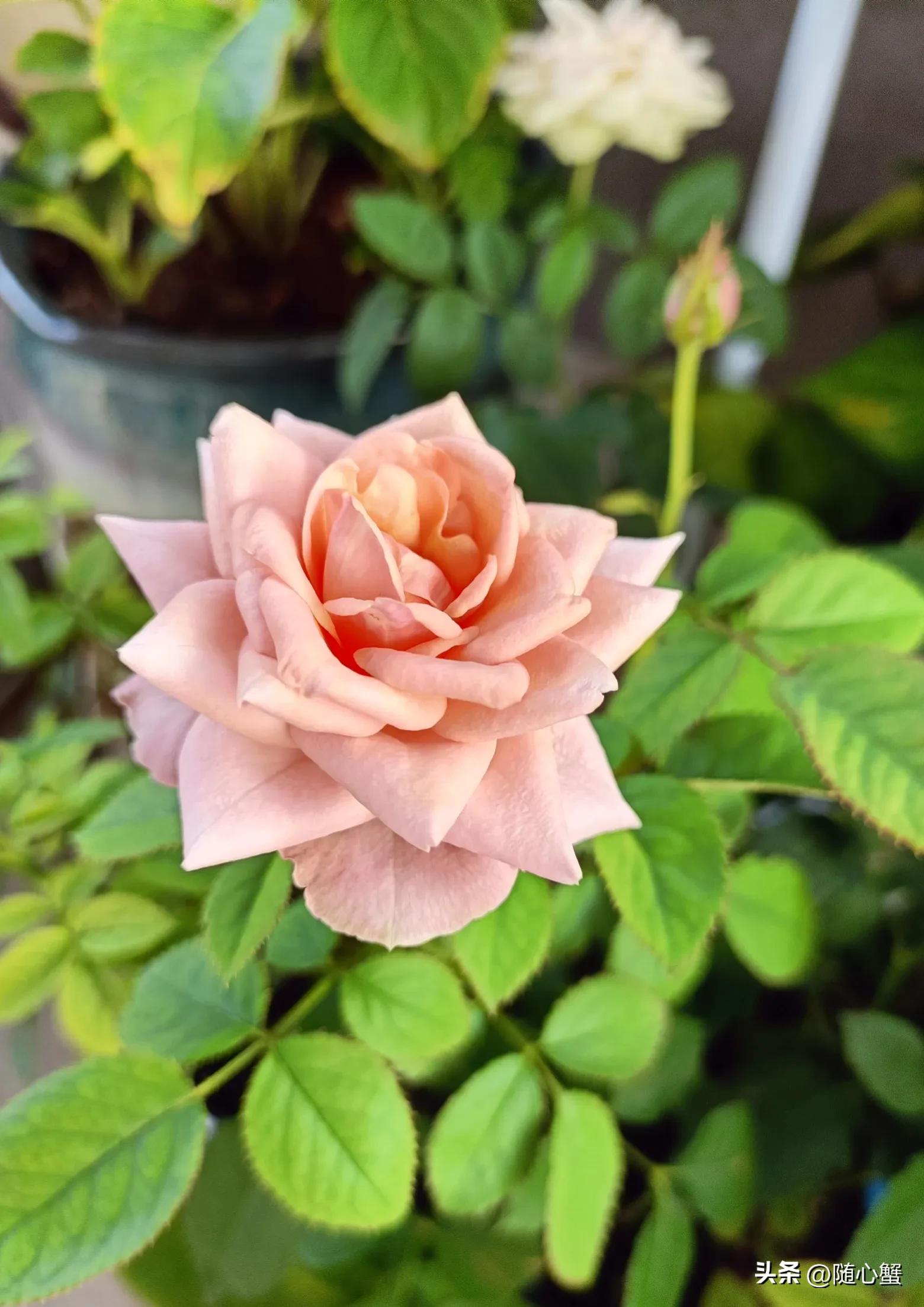 侍花弄草04风姿绰约之月季——粉佳人