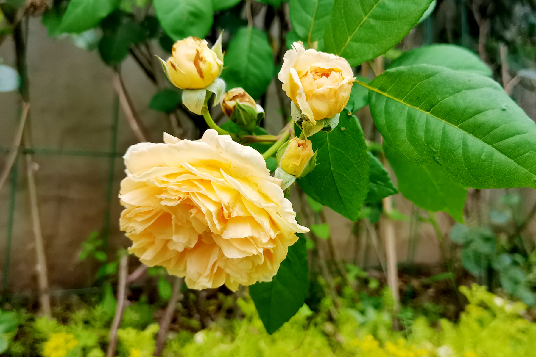 花盆里种不出参天大树——东吴第一任太子孙登成长记