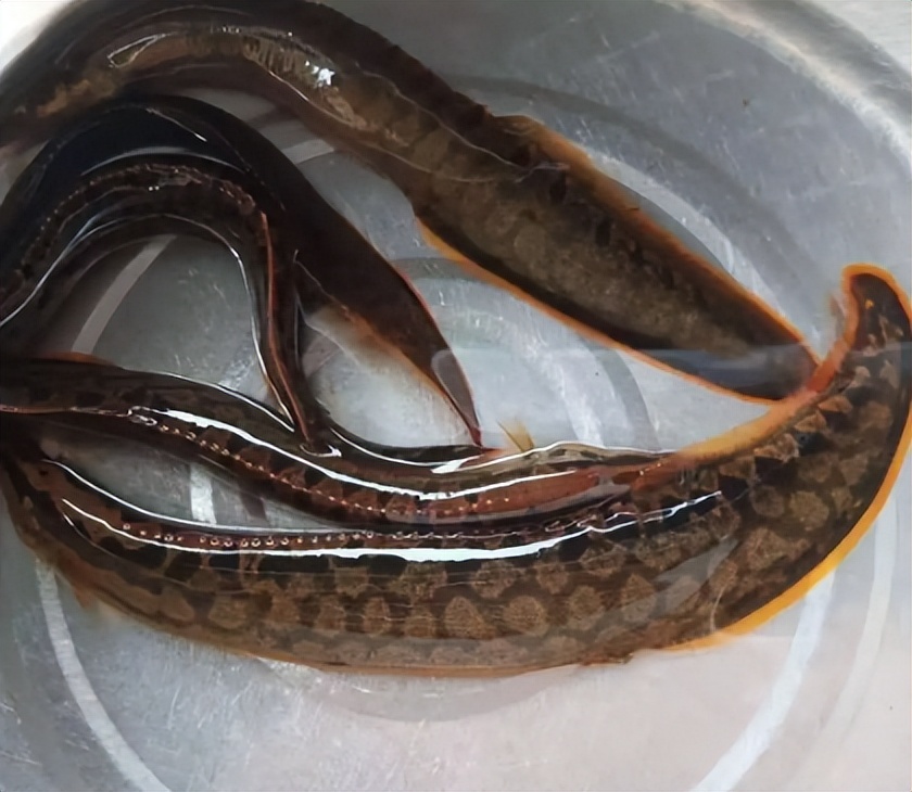 农村4种小杂鱼,农村十种小杂鱼