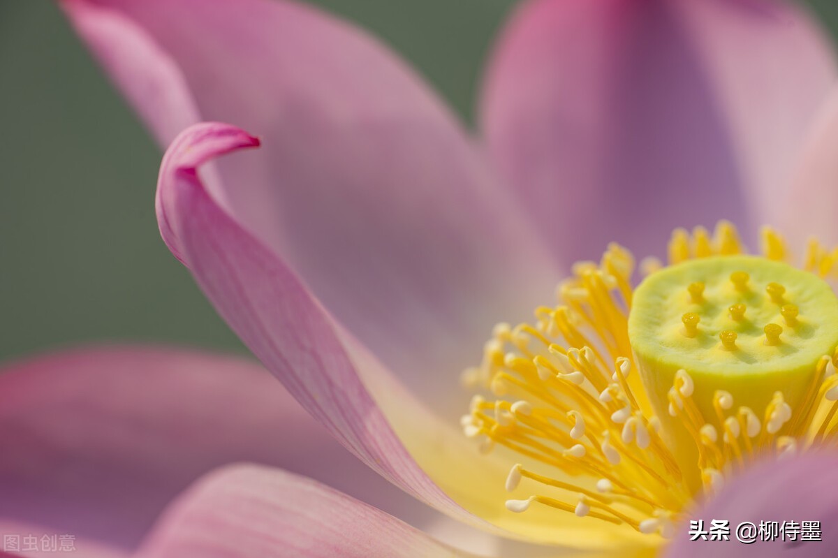 如何拍出有情感的荷花摄影作品,荷花照片怎么拍出高级感