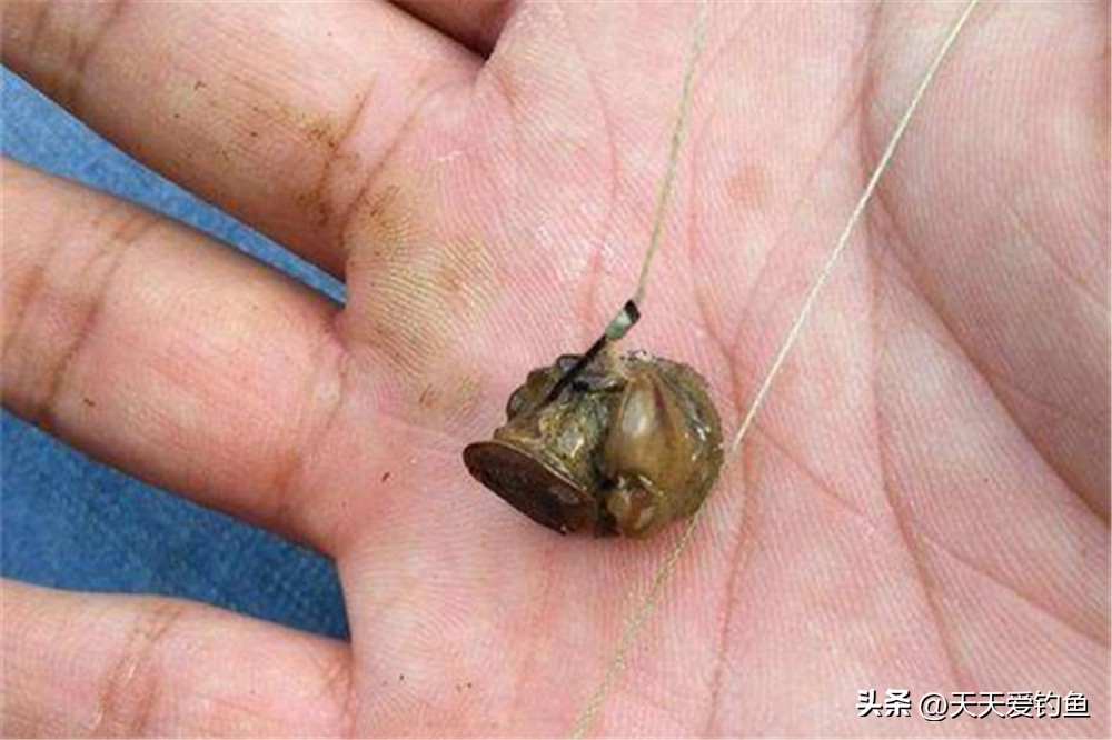 野钓大青鱼有哪些注意事项,野钓大青鱼的技巧供你参考哦