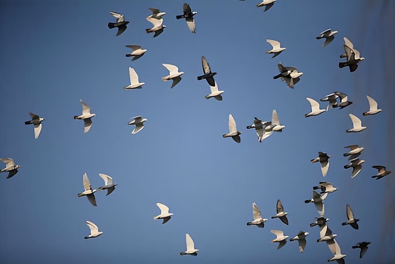 信鸽是靠什么送信到目的地的,古时候的信鸽怎么准确送到地点