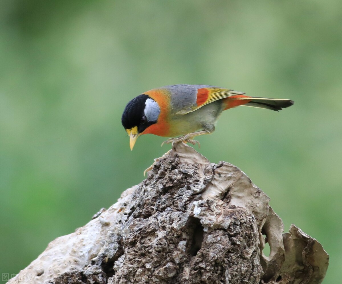 怎么挑选鸟的视频,怎么挑选鸟最好