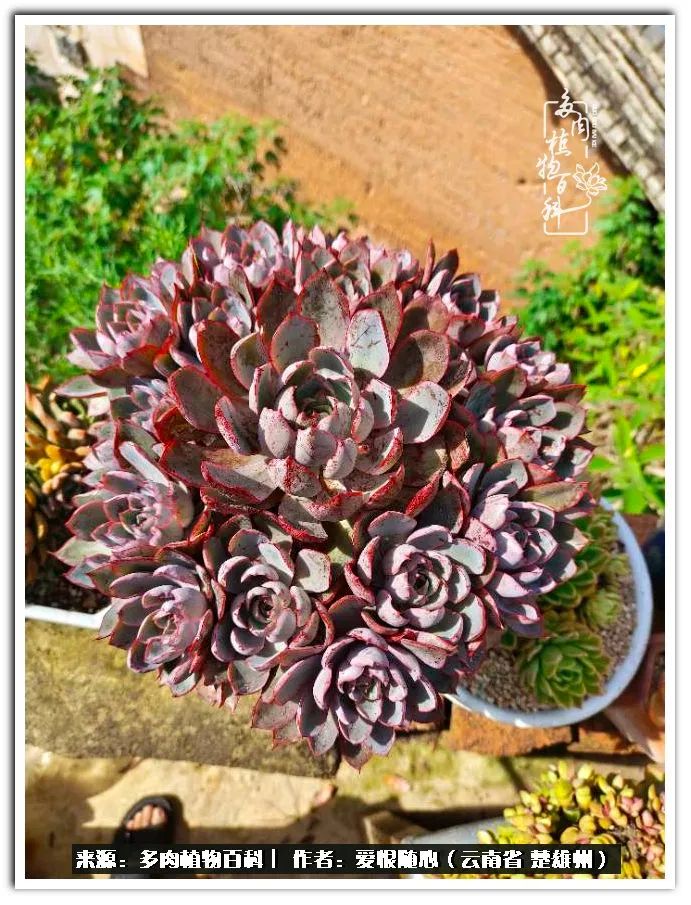 用心种好每一棵多肉,每一棵多肉都是独一无二的