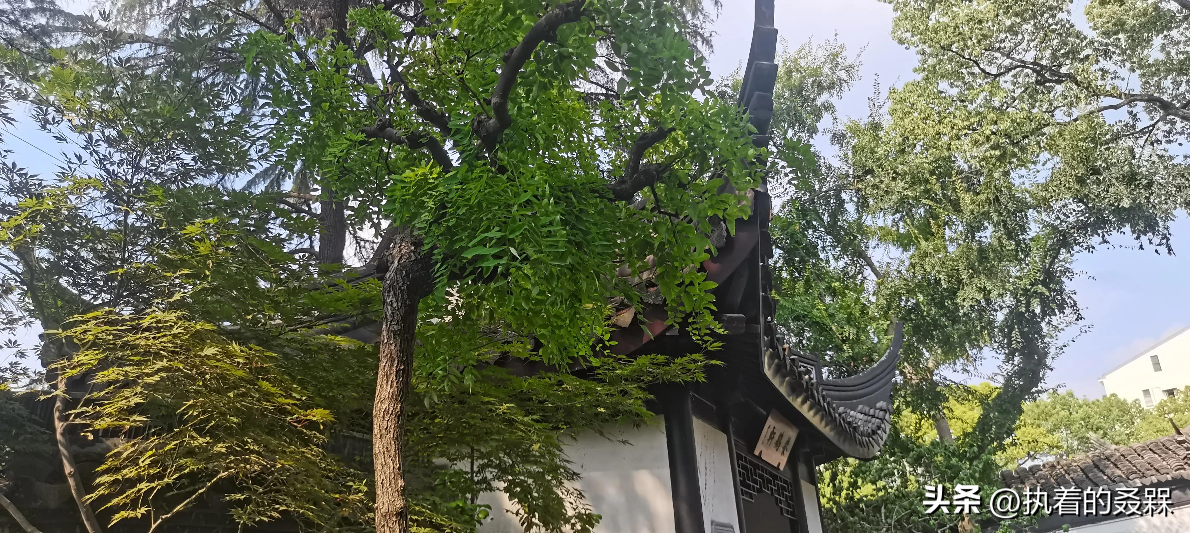 上海市五大古典园林之一曲水园,上海五大古典园林