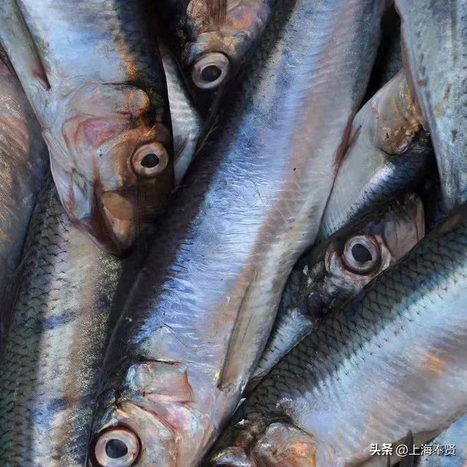 孕妈妈食疗全指南,孕期适合吃哪些水产海鲜类