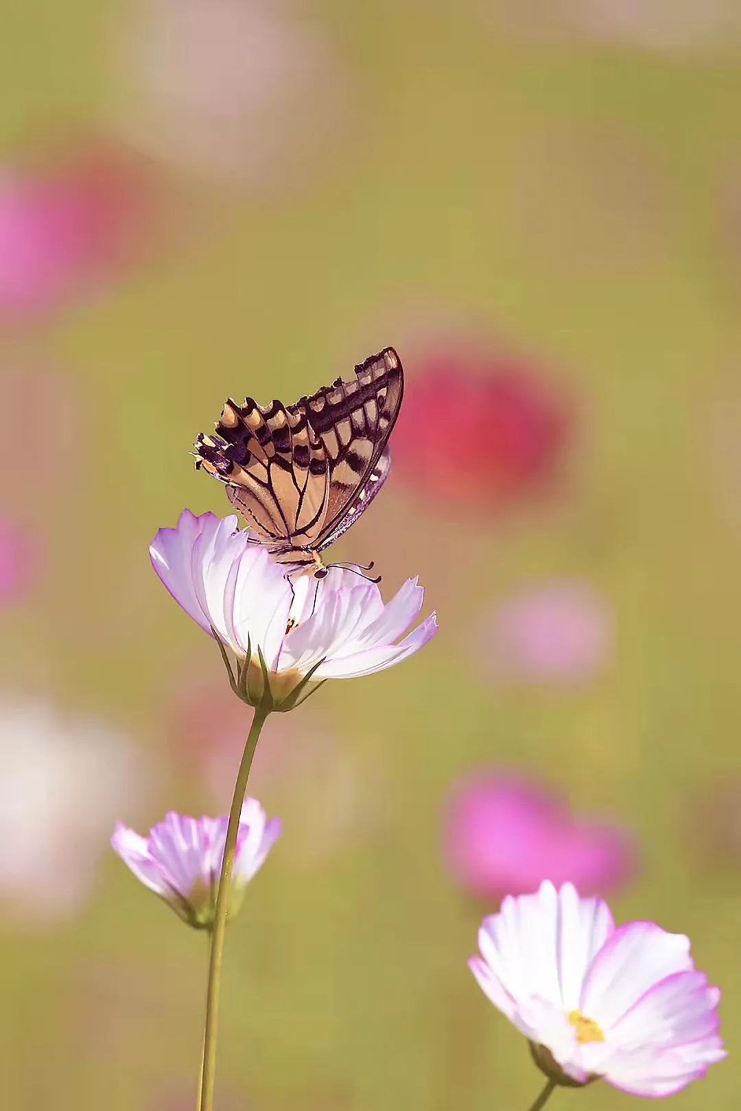 南宁徐霞客出游攻略,徐霞客在广西住了多少年