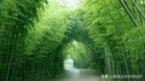 湛蓝|结草衔环·绿竹