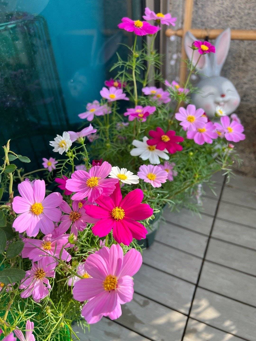 养花播种,养花小知识室内盆栽种植小技巧