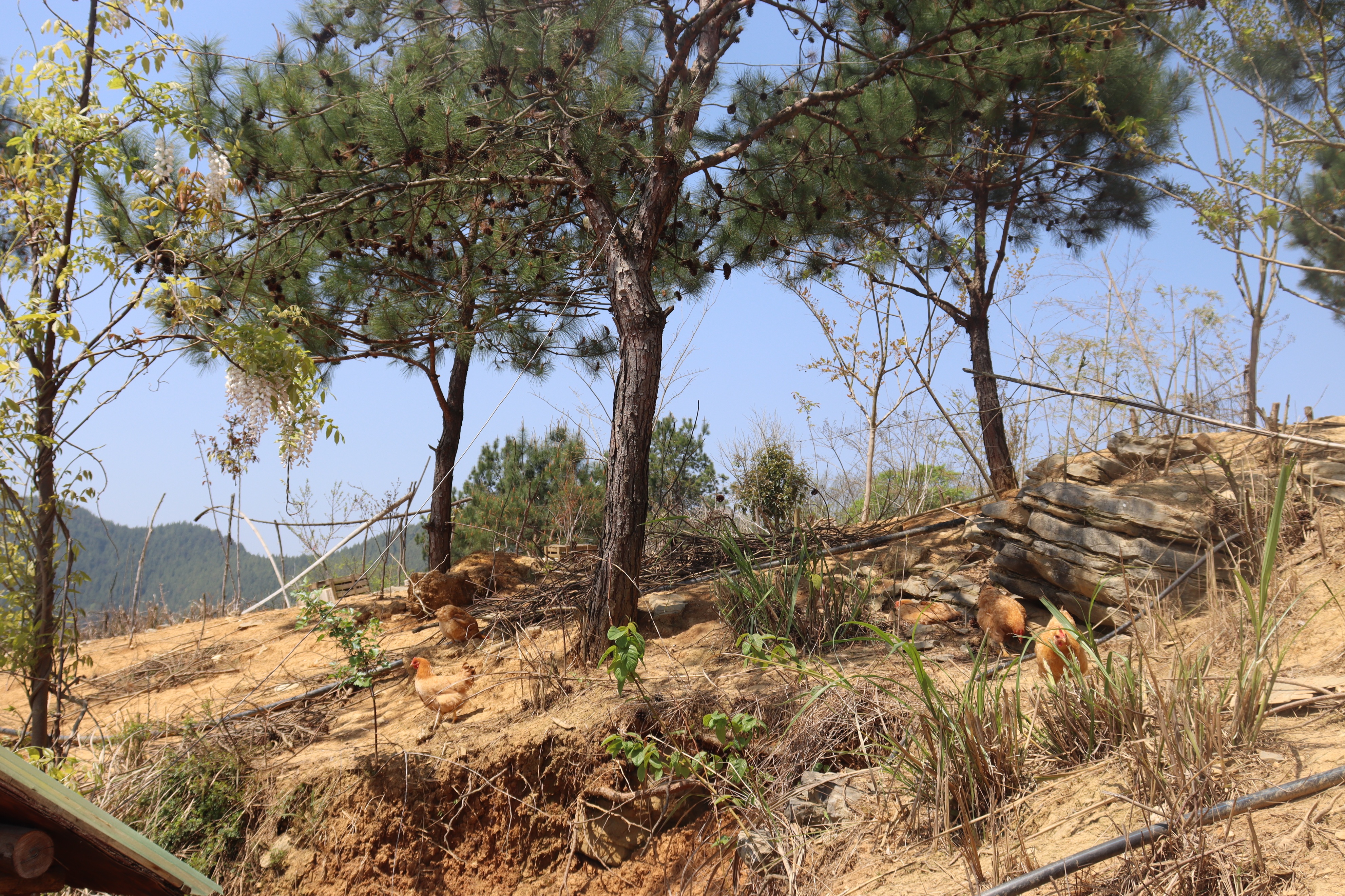 我竟然不知道，现在坐高铁不需要取票的了